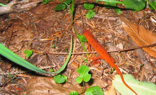 newt