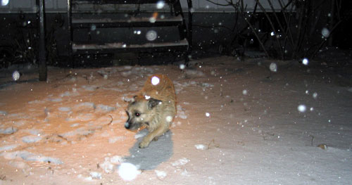 Poupoune in snow