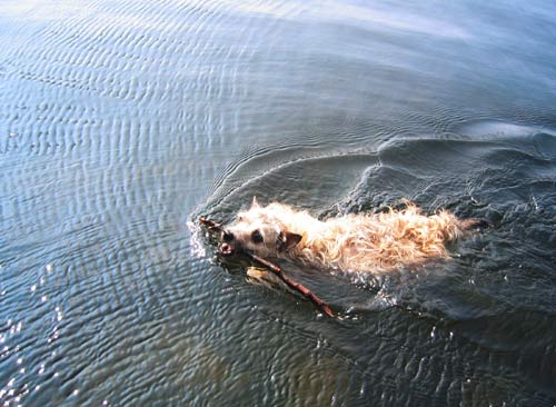poupoune fetches a stick