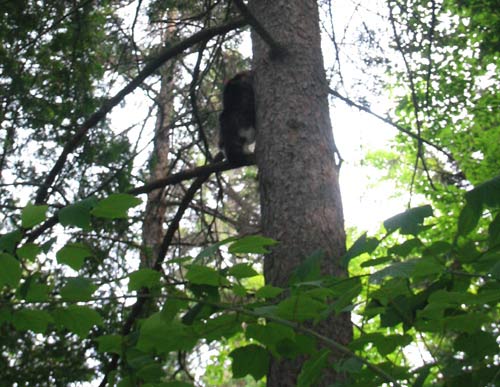 cat in tree