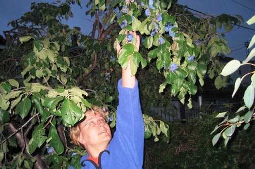 reaching for plums