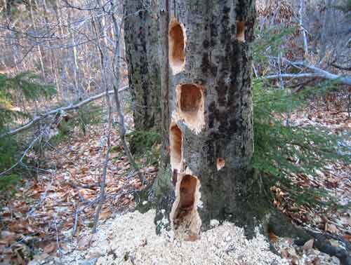 woodpecker holes