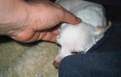 pepe petted