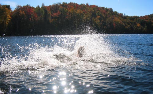 splash